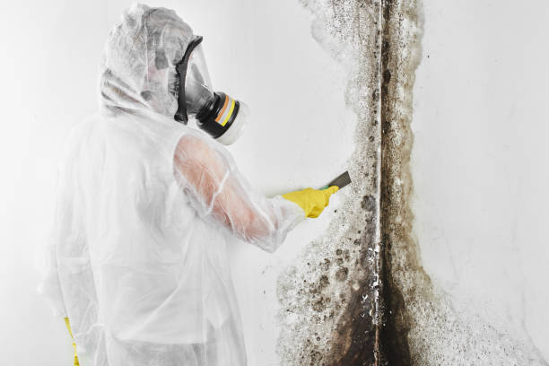 Best Post-Flood Mold Remediation in Deerfield Beach, FL