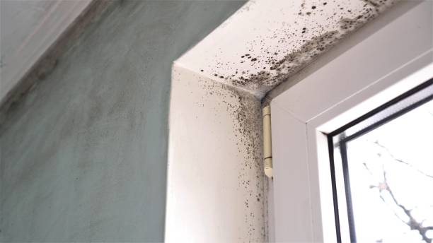 Best Black Mold Remediation in Deerfield Beach, FL