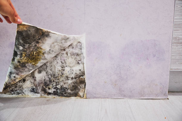 Best Insurance-Related Mold Remediation in Deerfield Beach, FL